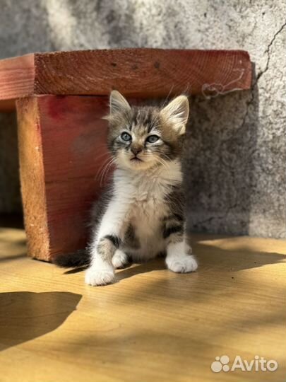 Котята ищут любящие сердца