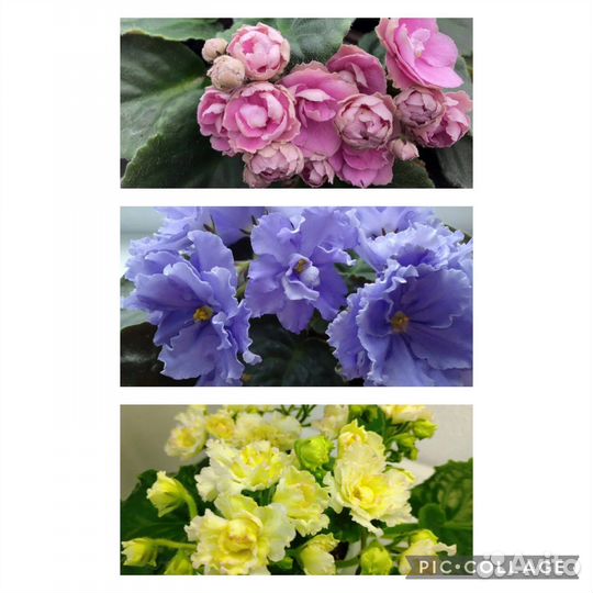 Фиалки сортовые (укоренённые)