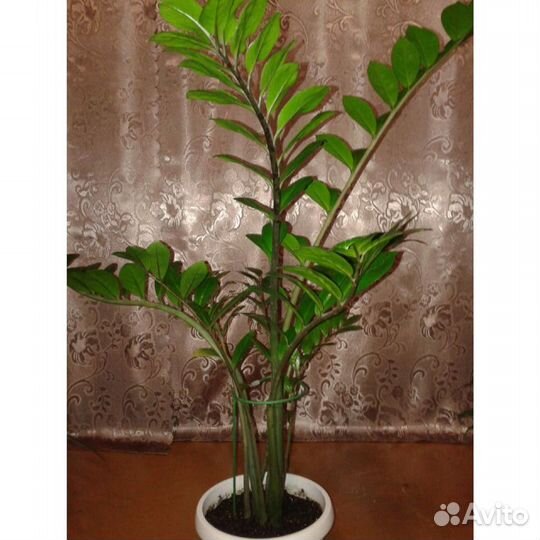 Комнатные растения