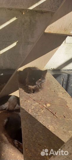 Отдаем в добрые руки.3 мальчика и 1 девочка