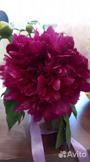 Сортовые ирисы, пионы, лилейники, хоста и малина