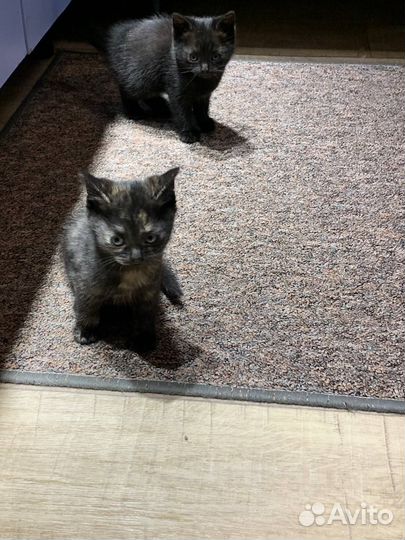 Черные милахи