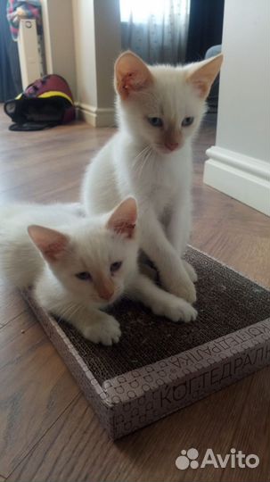 Мальчики в добрые руки