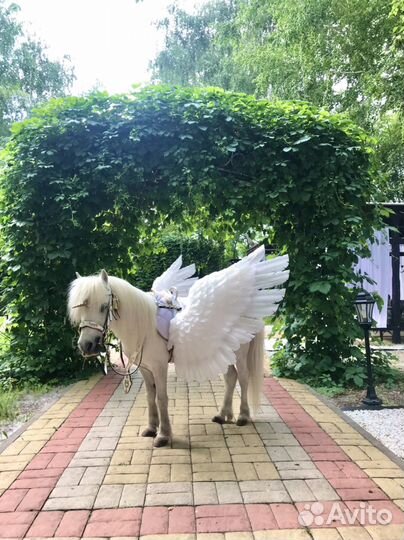 Заказ пони на праздник и в садик