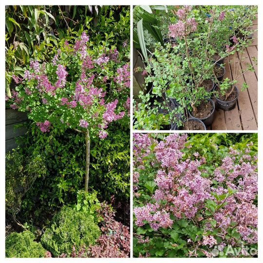 Сирень мейера мелколистная