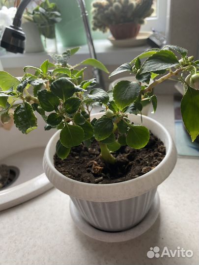 Бальзамин (ванька мокрый) махровый