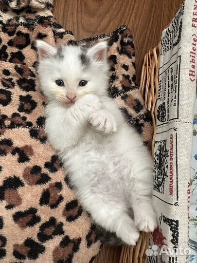 Котенок девочка в добрые руки