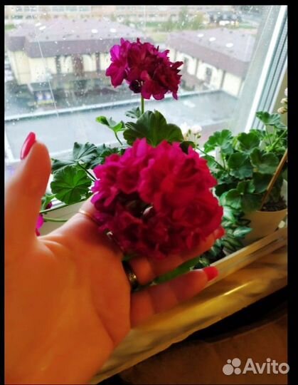 Пеларгония Болд Минстрел, Ирида Капля Черники