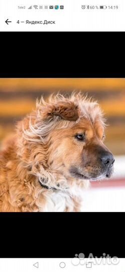 Пес шарпей Мишка 4годика кастрирован домашний