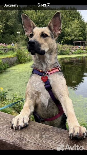 Собака в добрые руки