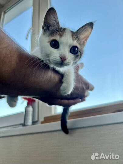 Котенок девочка в добрые руки