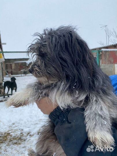 Собака-девочка