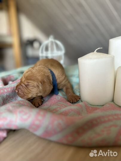 Щенки венгерской выжлы