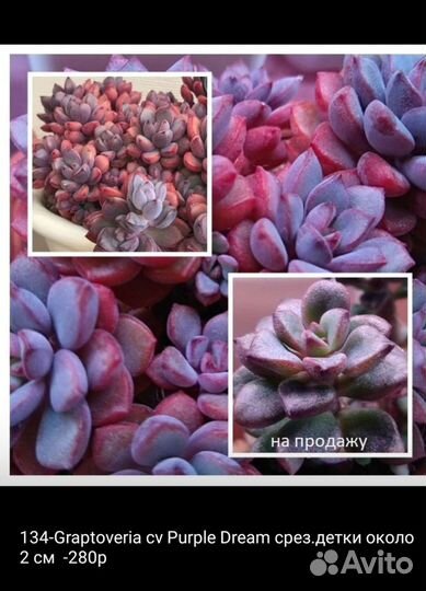 Суккуленты разные почтой