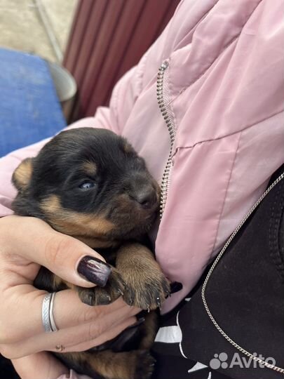 Щенки ротвейлера продажа