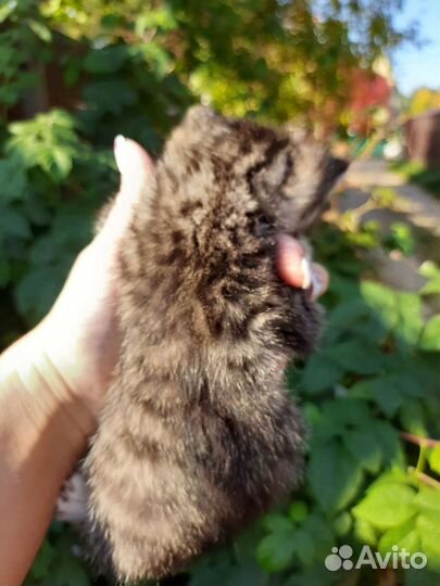 Котенок девочка