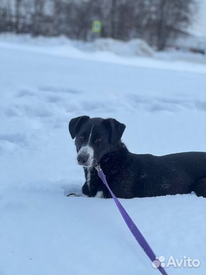 Поляк ищет семью