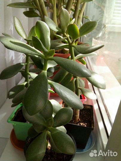 Денежное дерево /Толстянка /Крассула (Crassula)