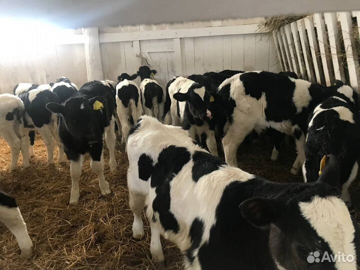 Бычки и телята от 1мес