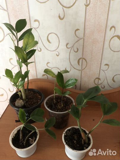 Замиокулькас