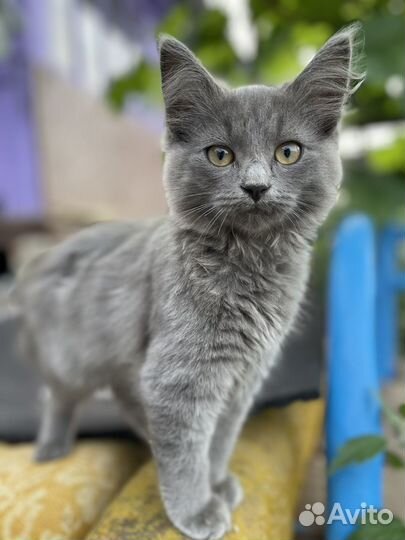 Котёнок и кошечка, турецкая ангора, рожд 7.04.23г