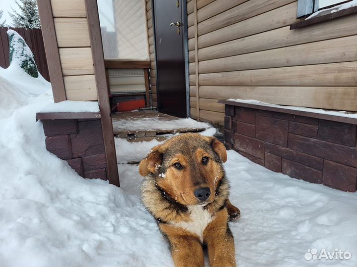 Щенок, 6 месяцев, мама - овчарка