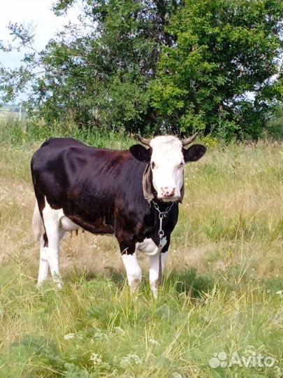 Продам корову