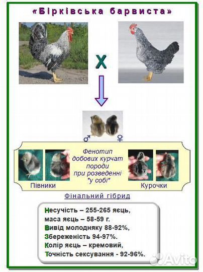 Кучинская, Борковская, Австралорп, Лососевая
