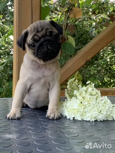 Мопс девочка РКФ