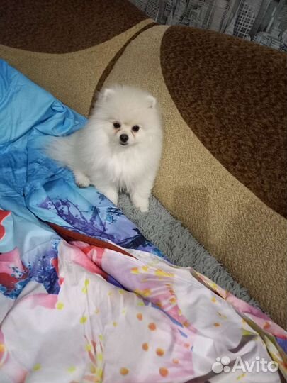 Щенки шпица