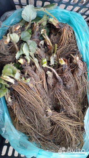 Саженцы клубники Альбион