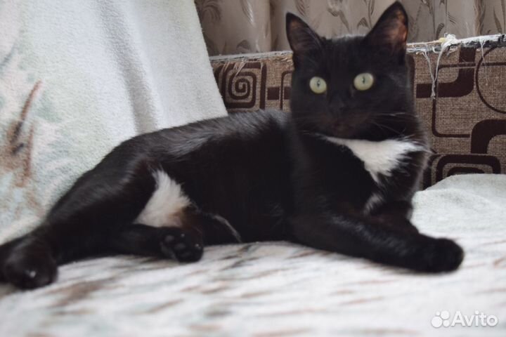 Кошка ищет дом
