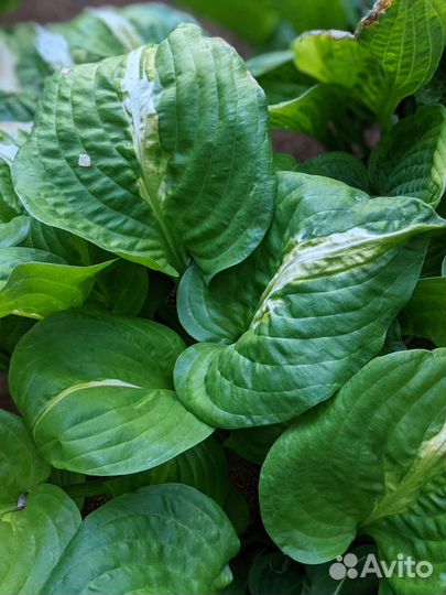 Хоста Mango tango