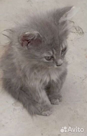 Кошка в дар