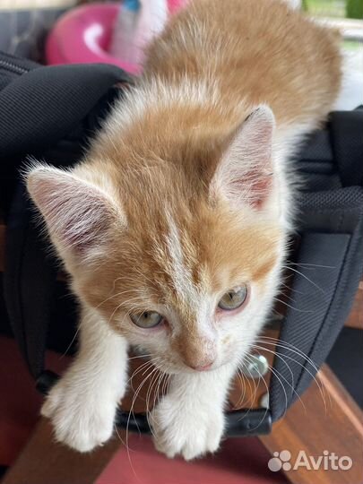 Котик девочка.Кошечка. Котенок в добрые руки