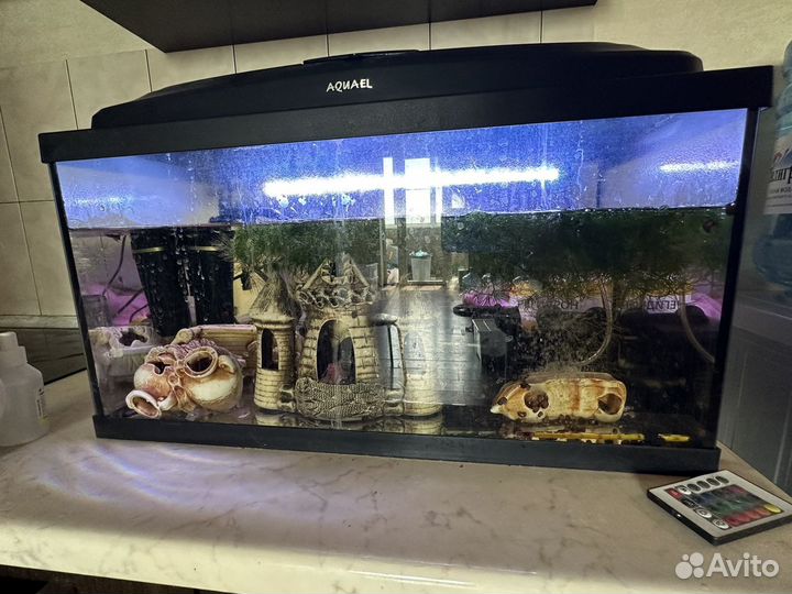 Аквариум 50 литров и 100 литров