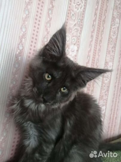 Котята мейн-кун