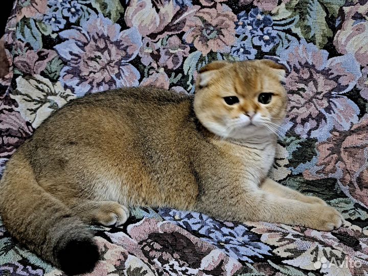 Шотландский молодой котик ищет невесту. 9 месяцев