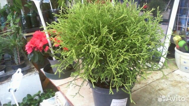 Туя шаровидная 