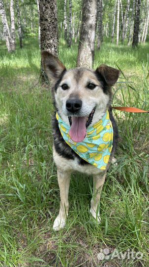 Спасите собаку из приюта