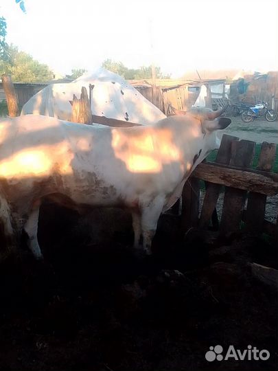 Быки сементал