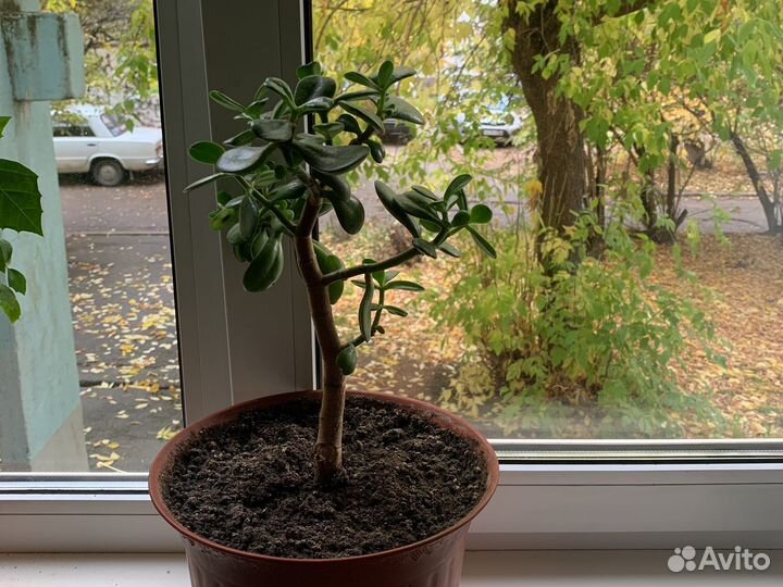 Комнатные цветы