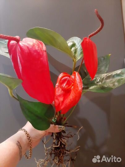 Антуриум Шерцера Кристин