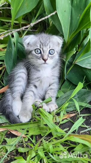 Котята ищут любящих хозяев