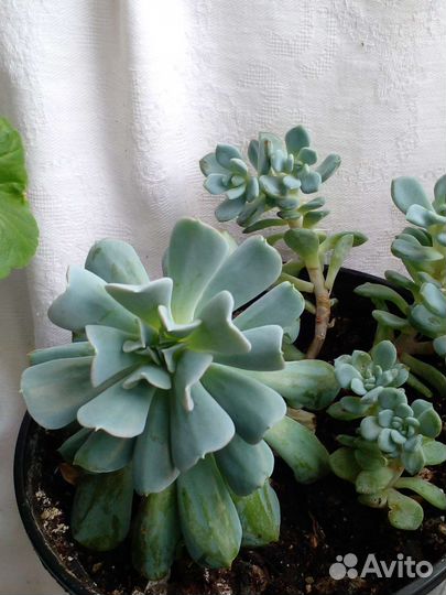 Суккуленты, крассулы, алоэ декоративные