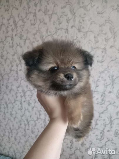 Щенки малого немецкого шпица