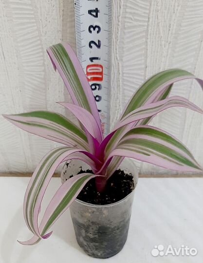 Рео, традесканции, церопегия Вуда