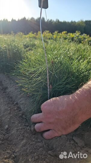 Сеянцы ели окс от производителя