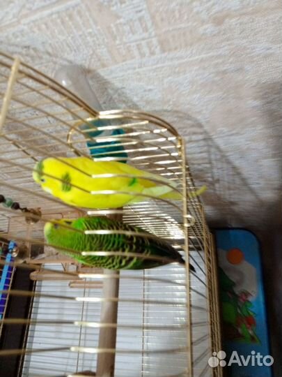 Волнистые попугаи