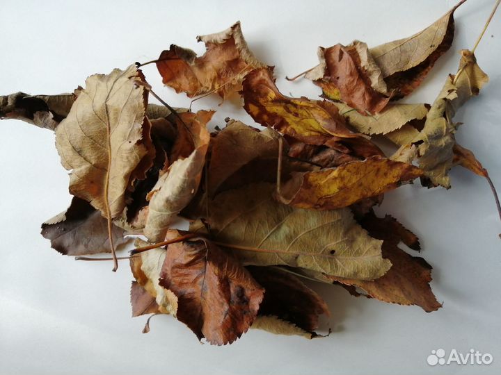 Листовой опад для улиток